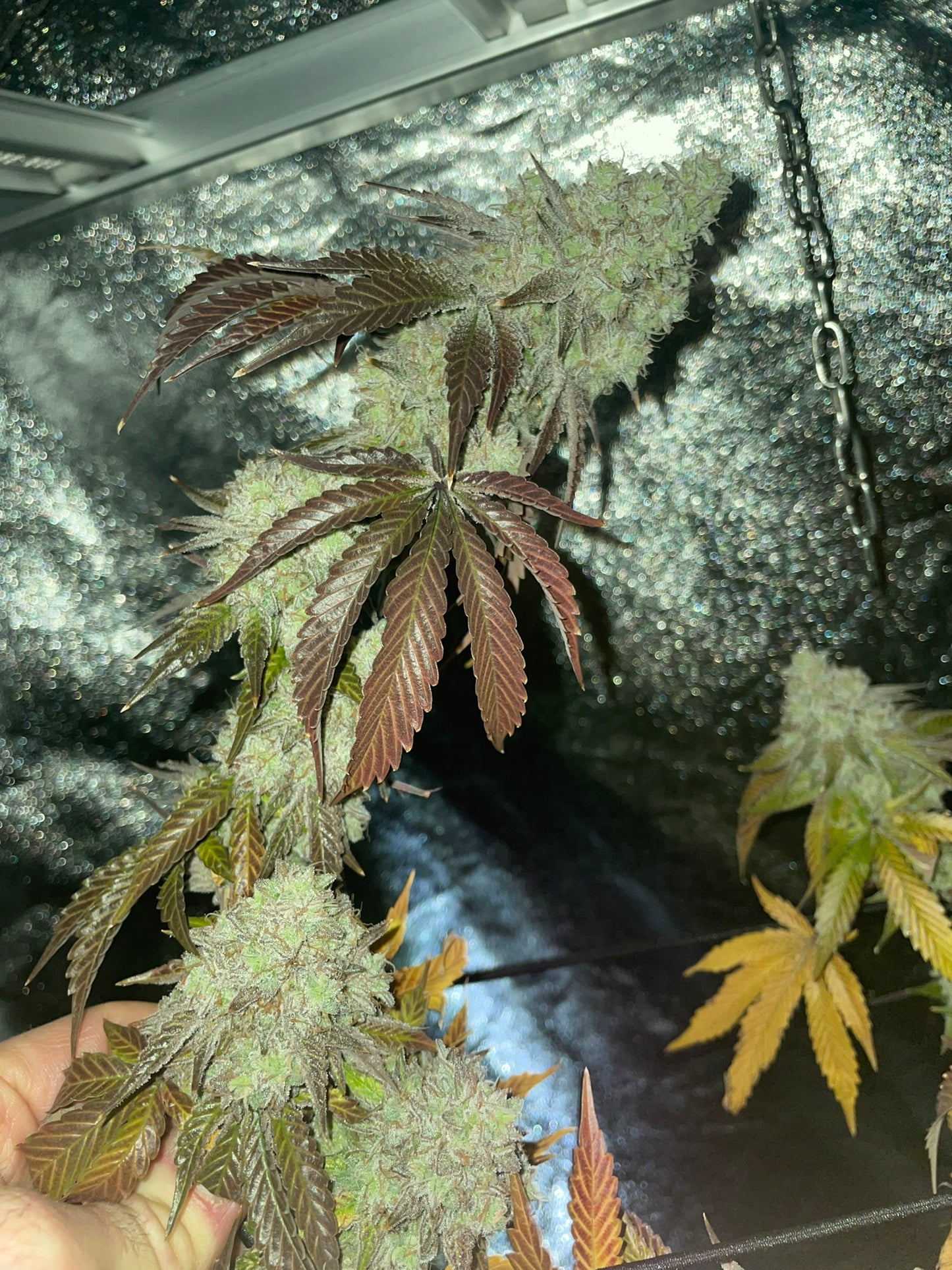 650 Pray Star Led Grow Light - 4x4 or 5x5