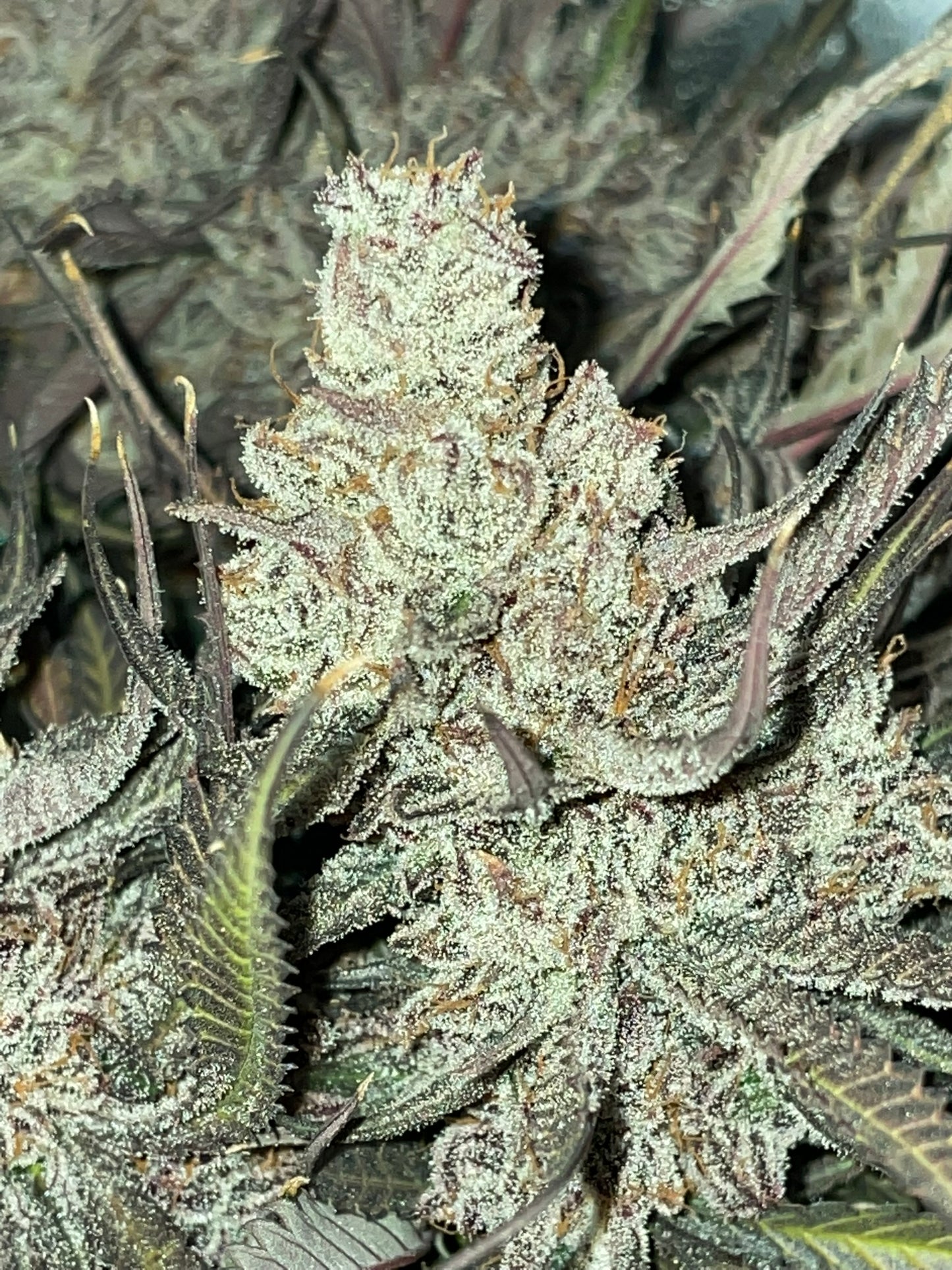 650 Pray Star Led Grow Light - 4x4 or 5x5