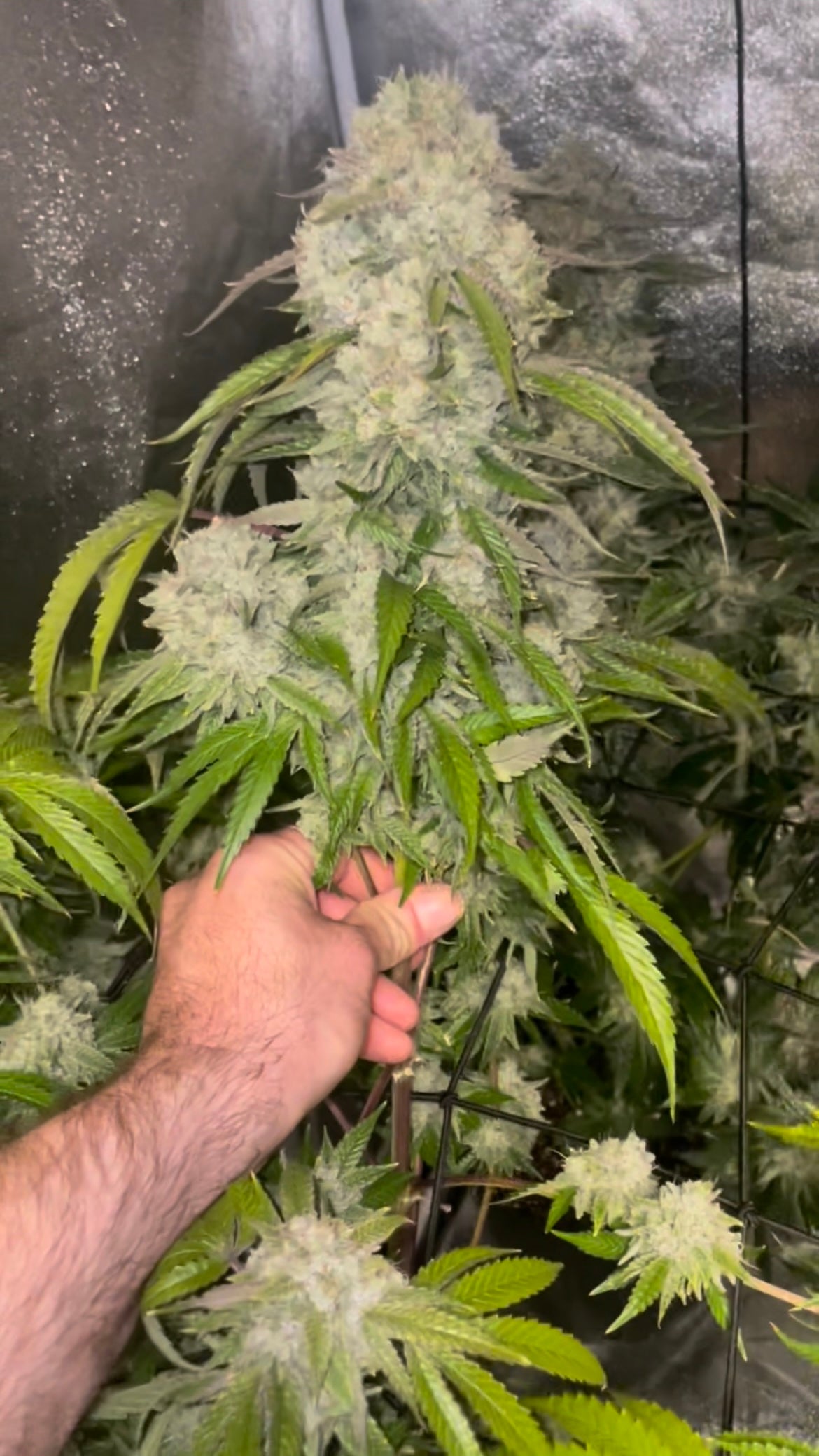 650 Pray Star Led Grow Light - 4x4 or 5x5