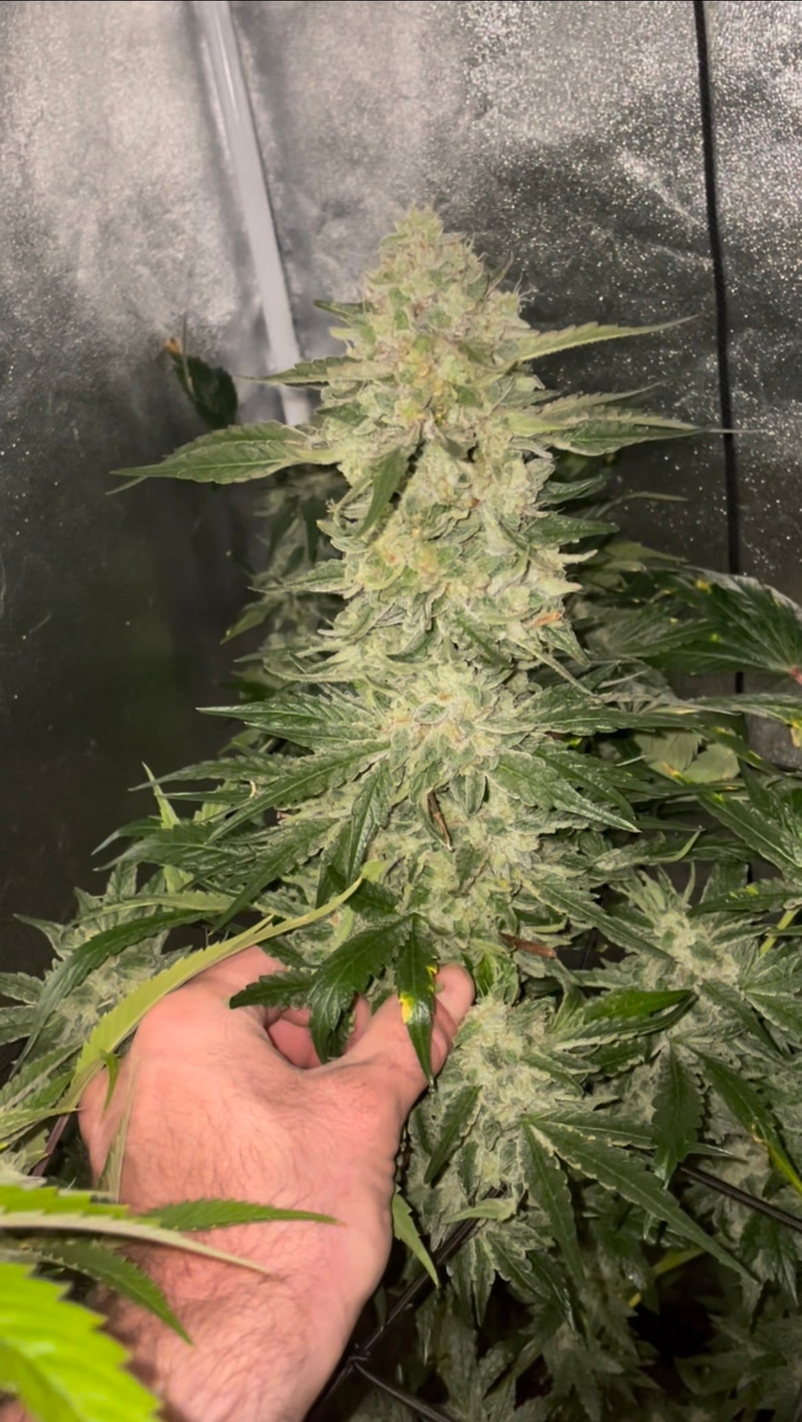 650 Pray Star Led Grow Light - 4x4 or 5x5